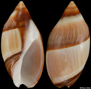 Amalda optima
