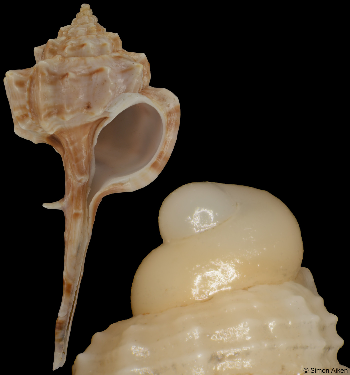 Haustellum fallax