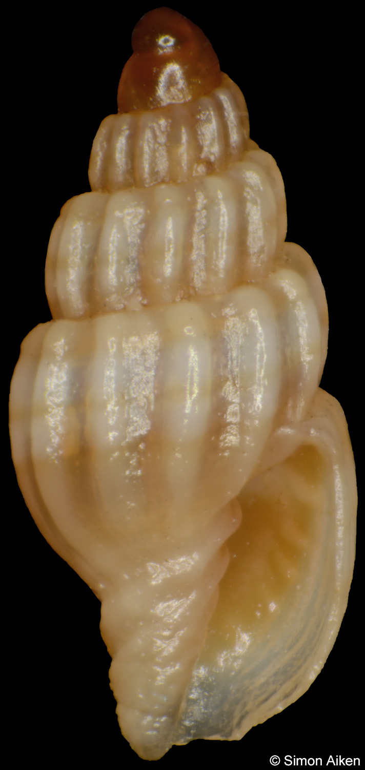 Austromitra valarieae