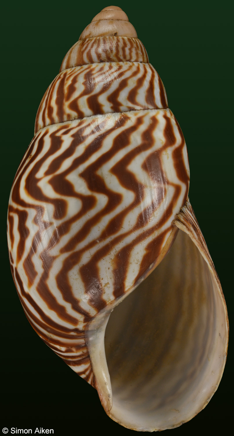 Cochlitoma zebra