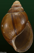 Cochlitoma cinnamomea