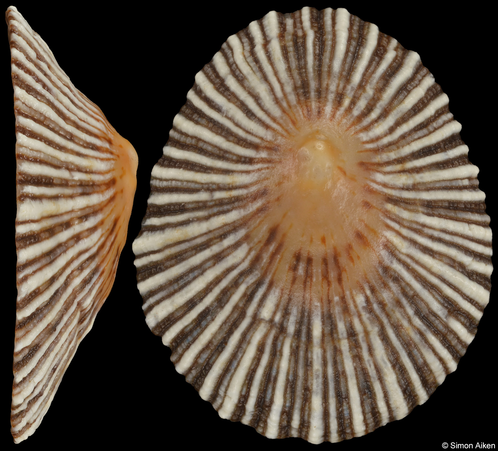 Helcion concolor