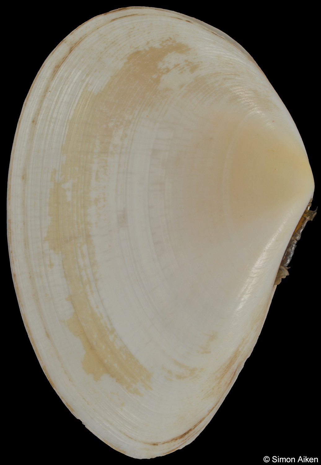 Homalina trilatera