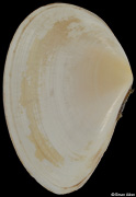 Homalina trilatera