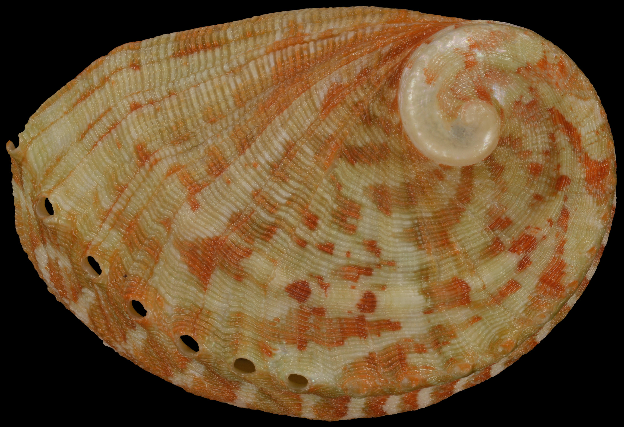 Haliotis parva