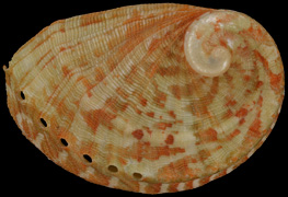 Haliotis parva