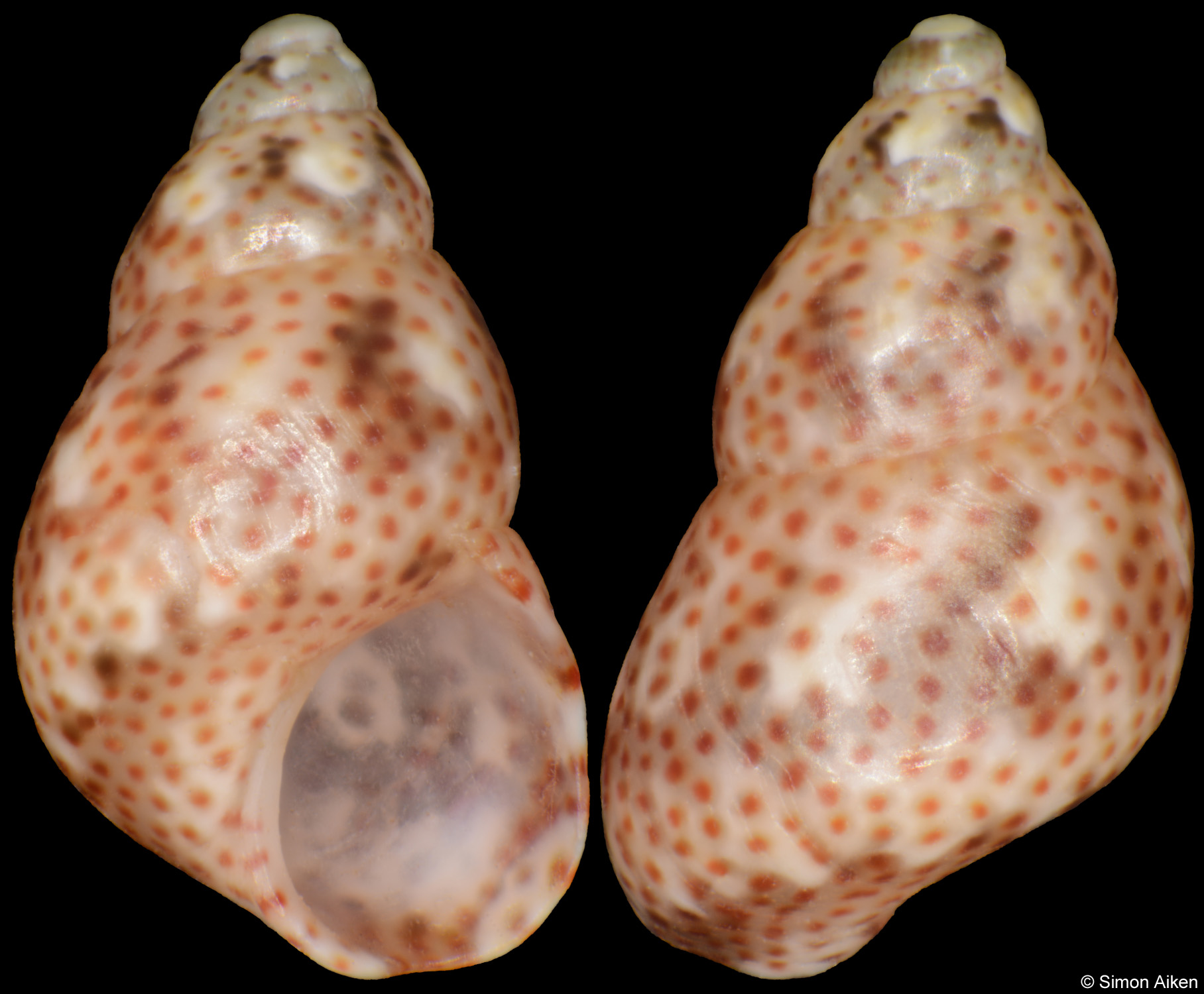 Tricolia fordiana