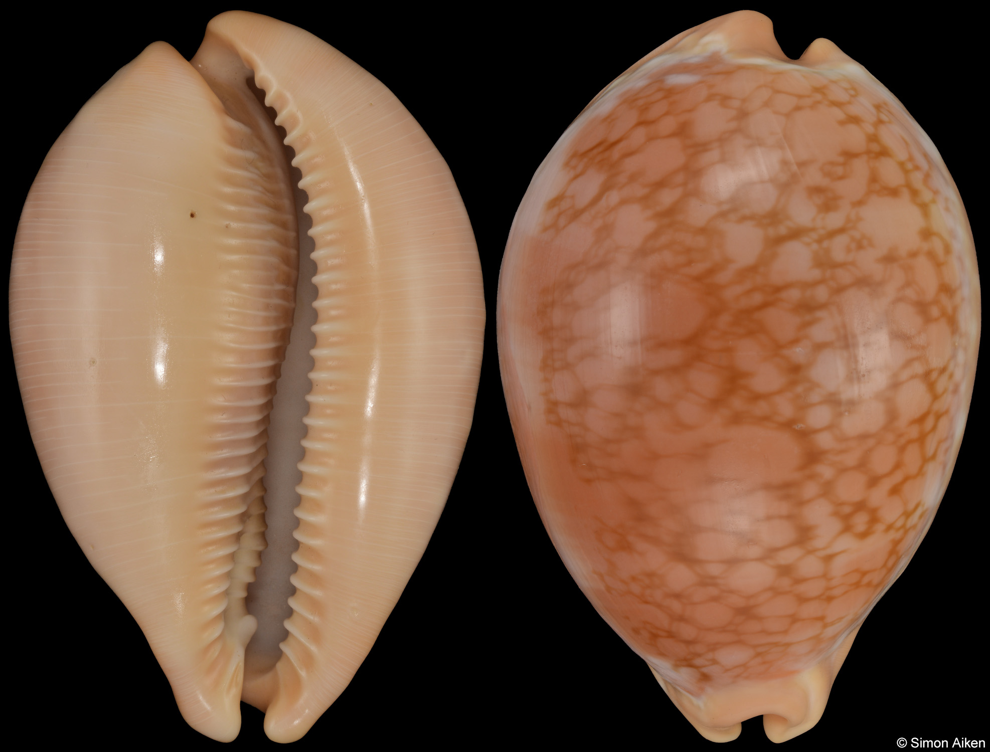 Callistocypraea broderipii