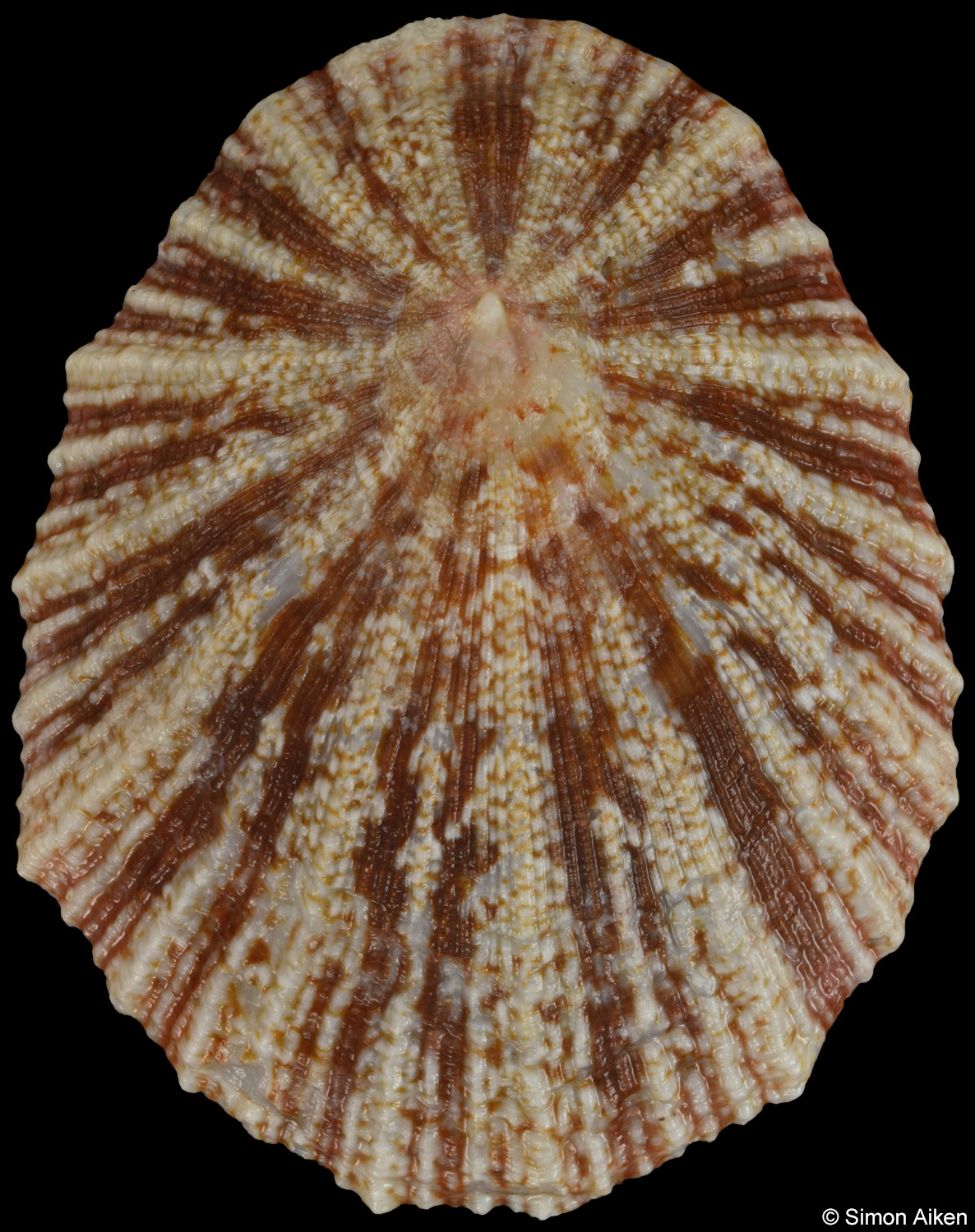 Cymbula miniata