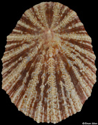 Cymbula miniata