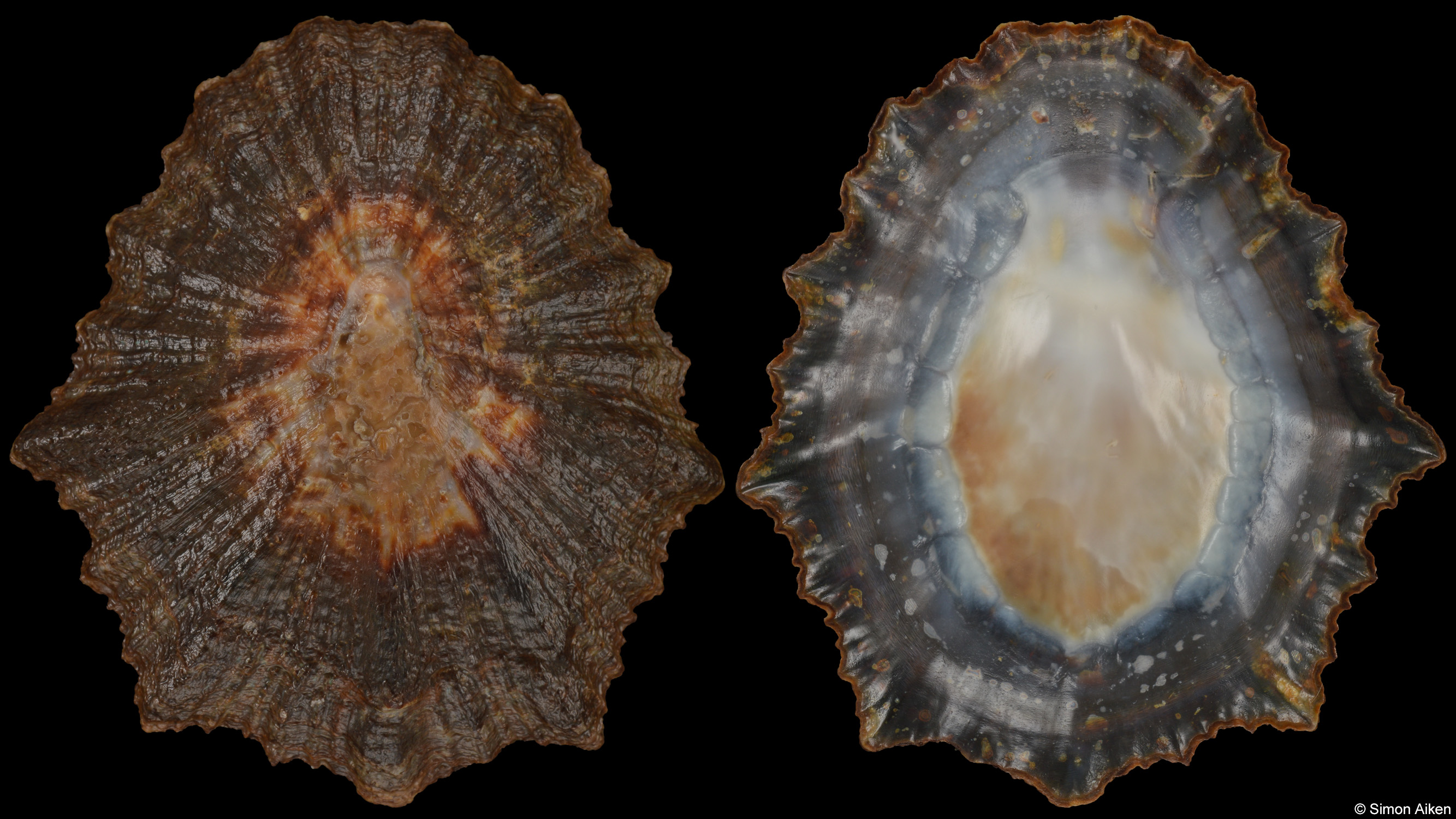 Cymbula oculus
