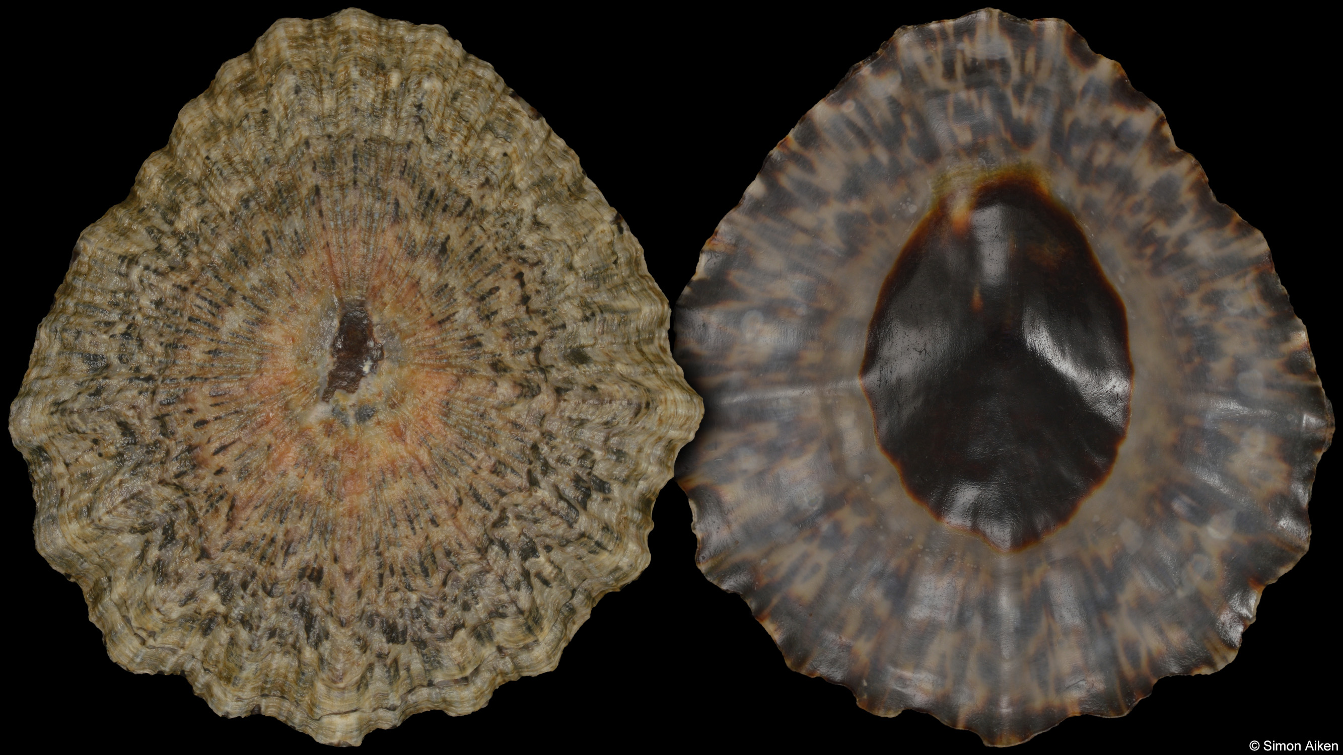 Cymbula granatina