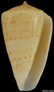 Conus infrenatus