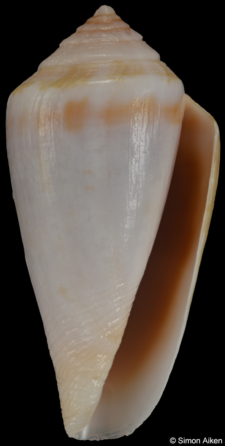 Conus algoensis agulhasi