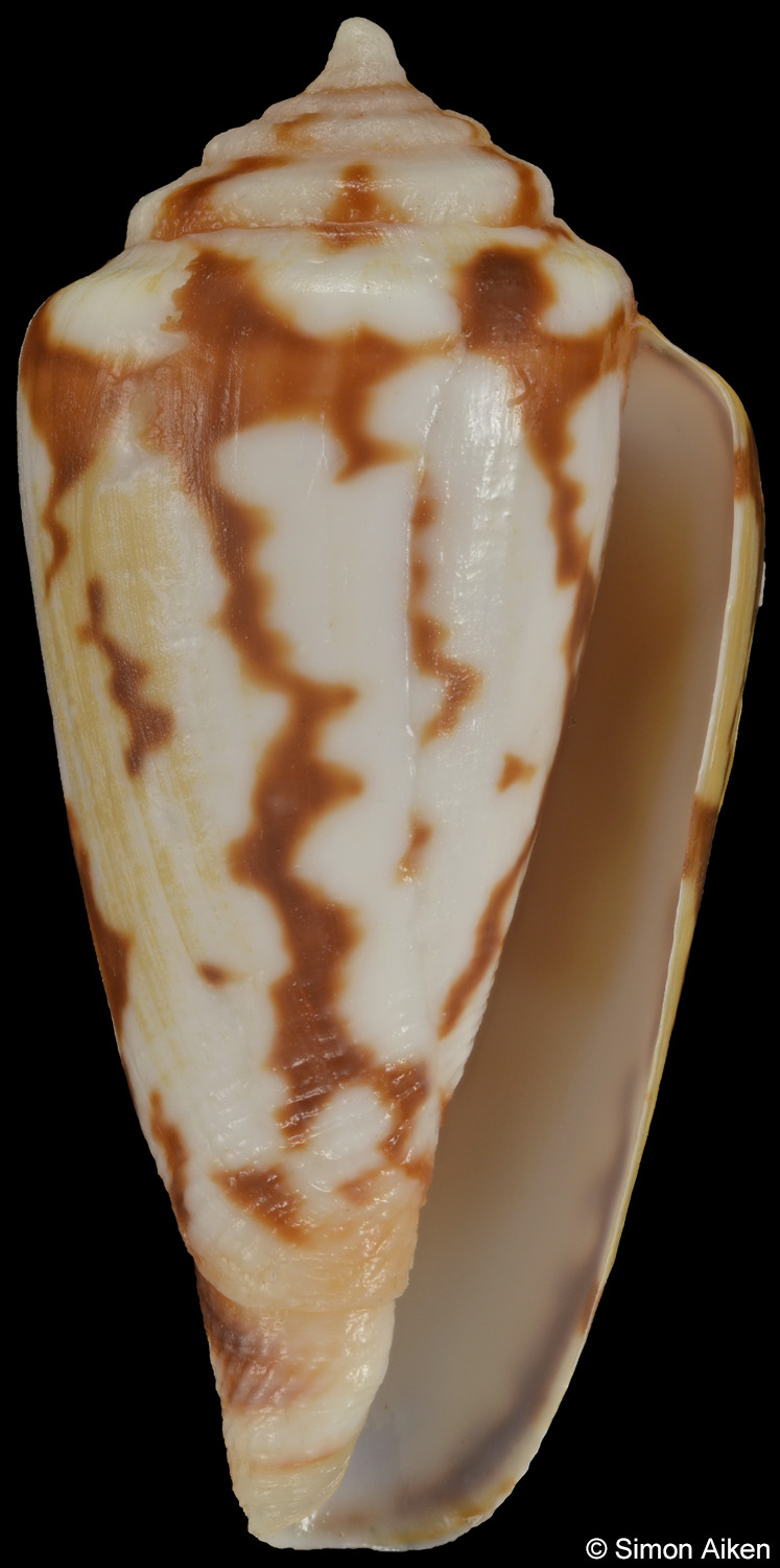 Conus algoensis simplex