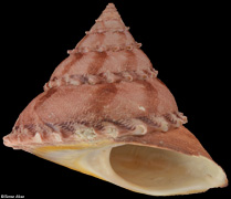 Bolma massieri