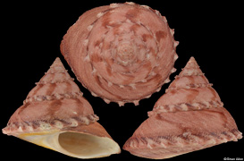 Bolma massieri