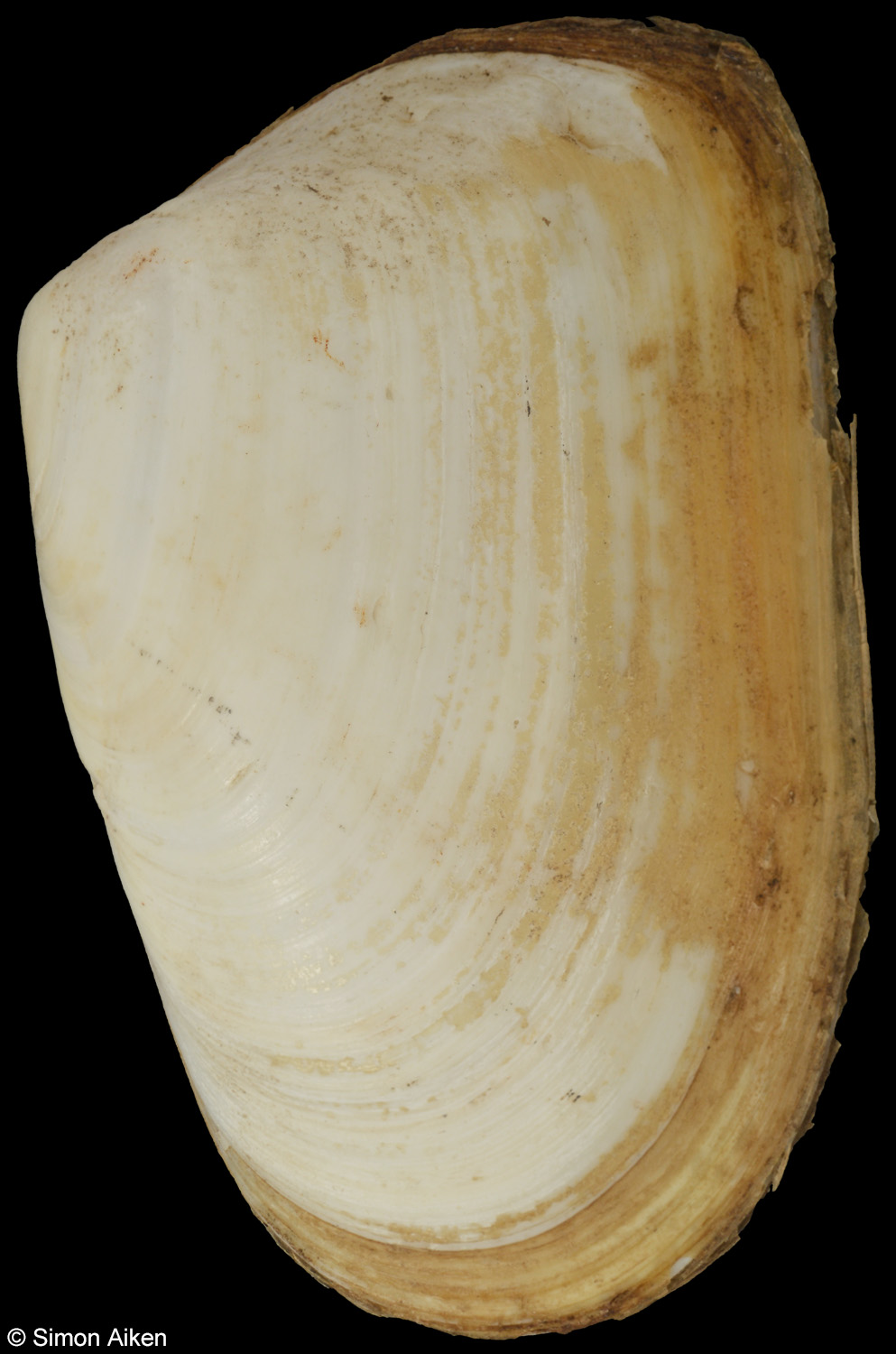 Paphies subtriangulata
