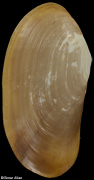 Lutraria sieboldii