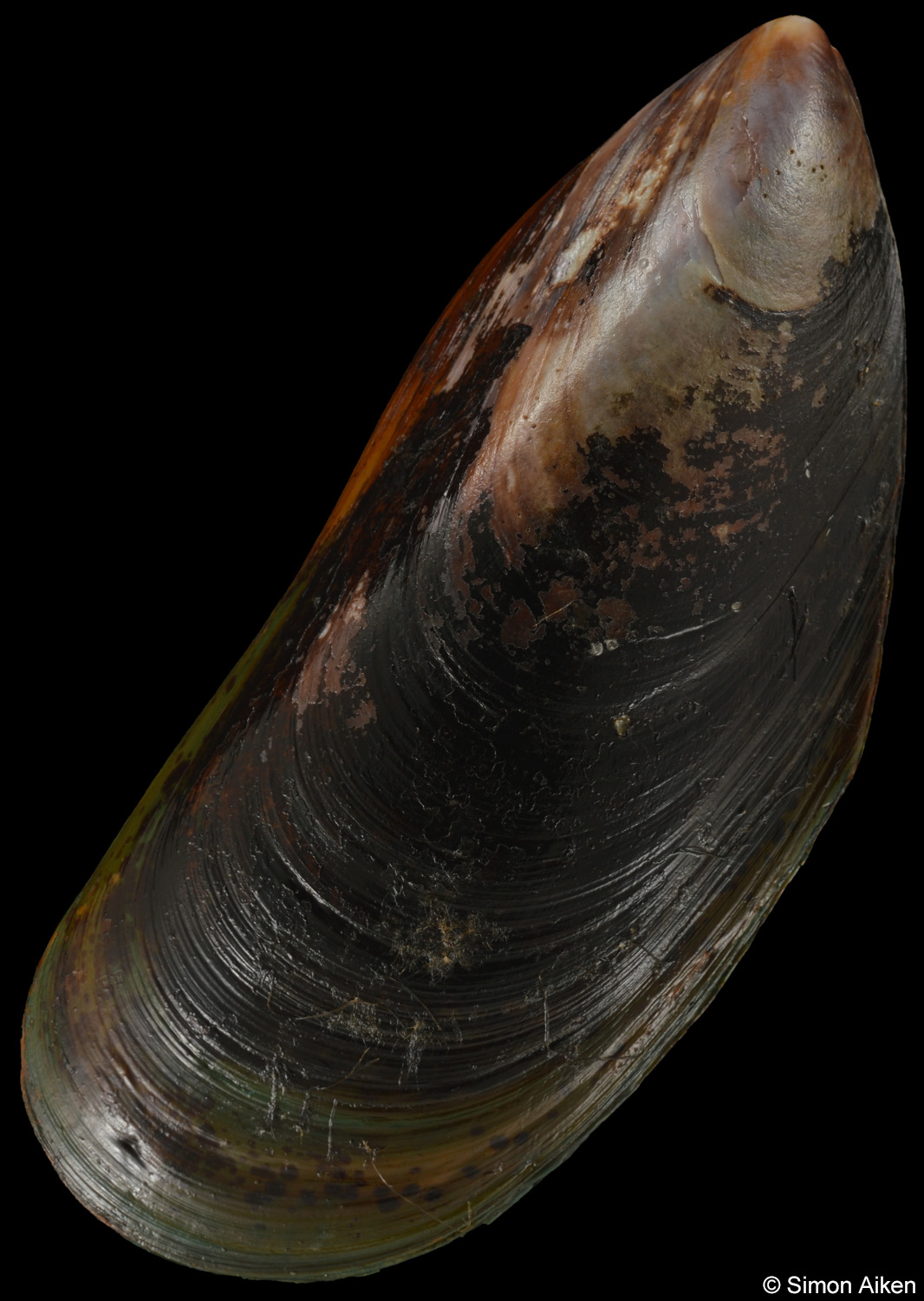 Mytilus galloprovincialis