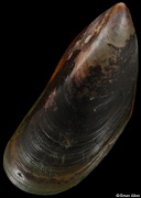 Mytilus galloprovincialis