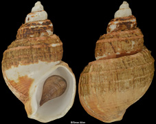 Clinopegma hirsutum