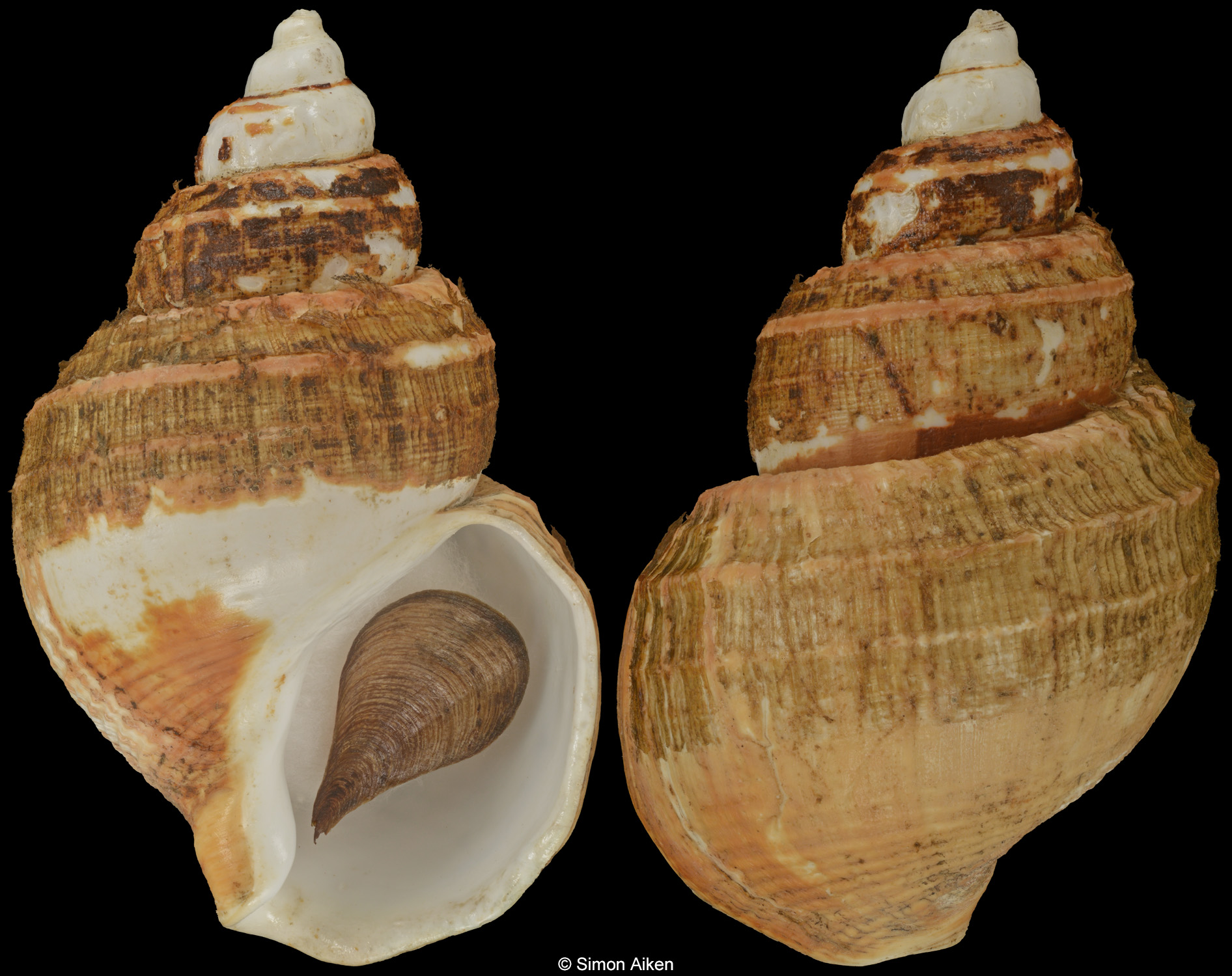 Clinopegma hirsutum