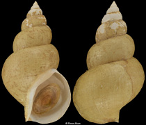 Buccinum tenuissimum