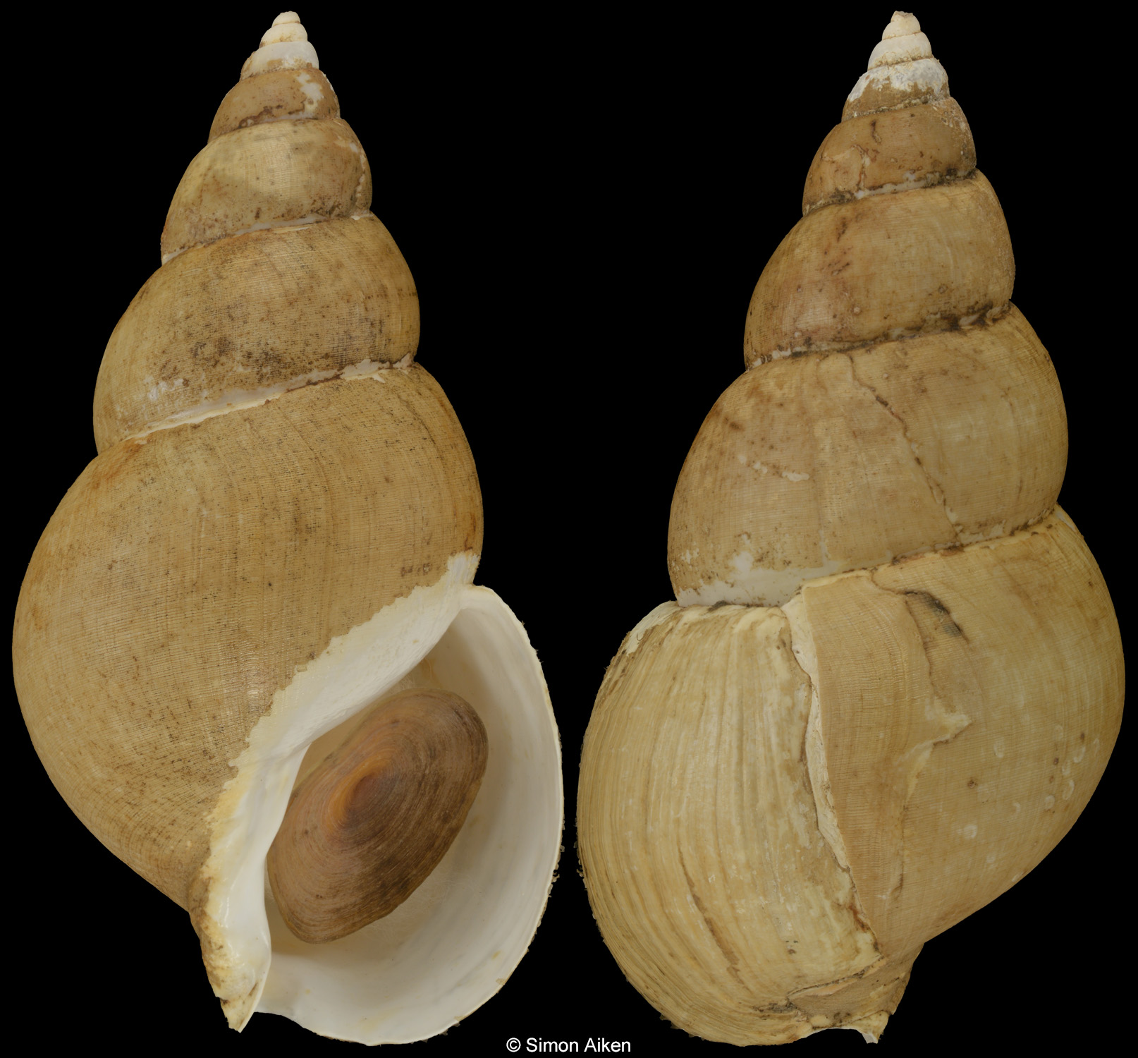Buccinum osagawai