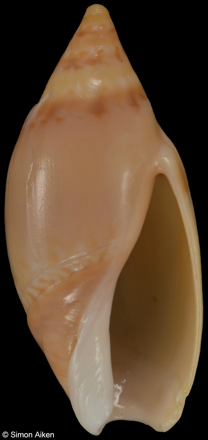 Amalda obesa