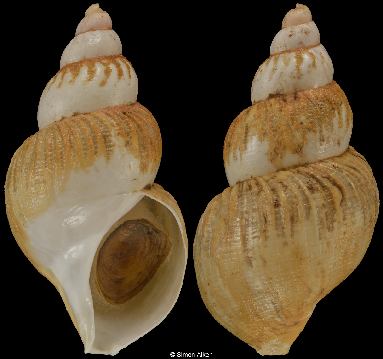 Buccinum scalariforme