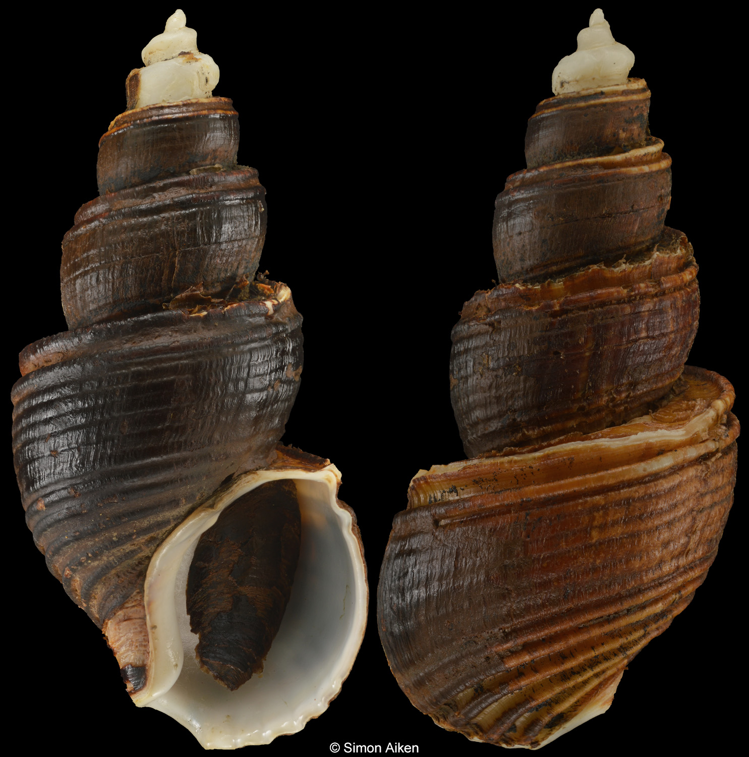 Ancistrolepis kawamurai