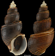 Ancistrolepis kawamurai