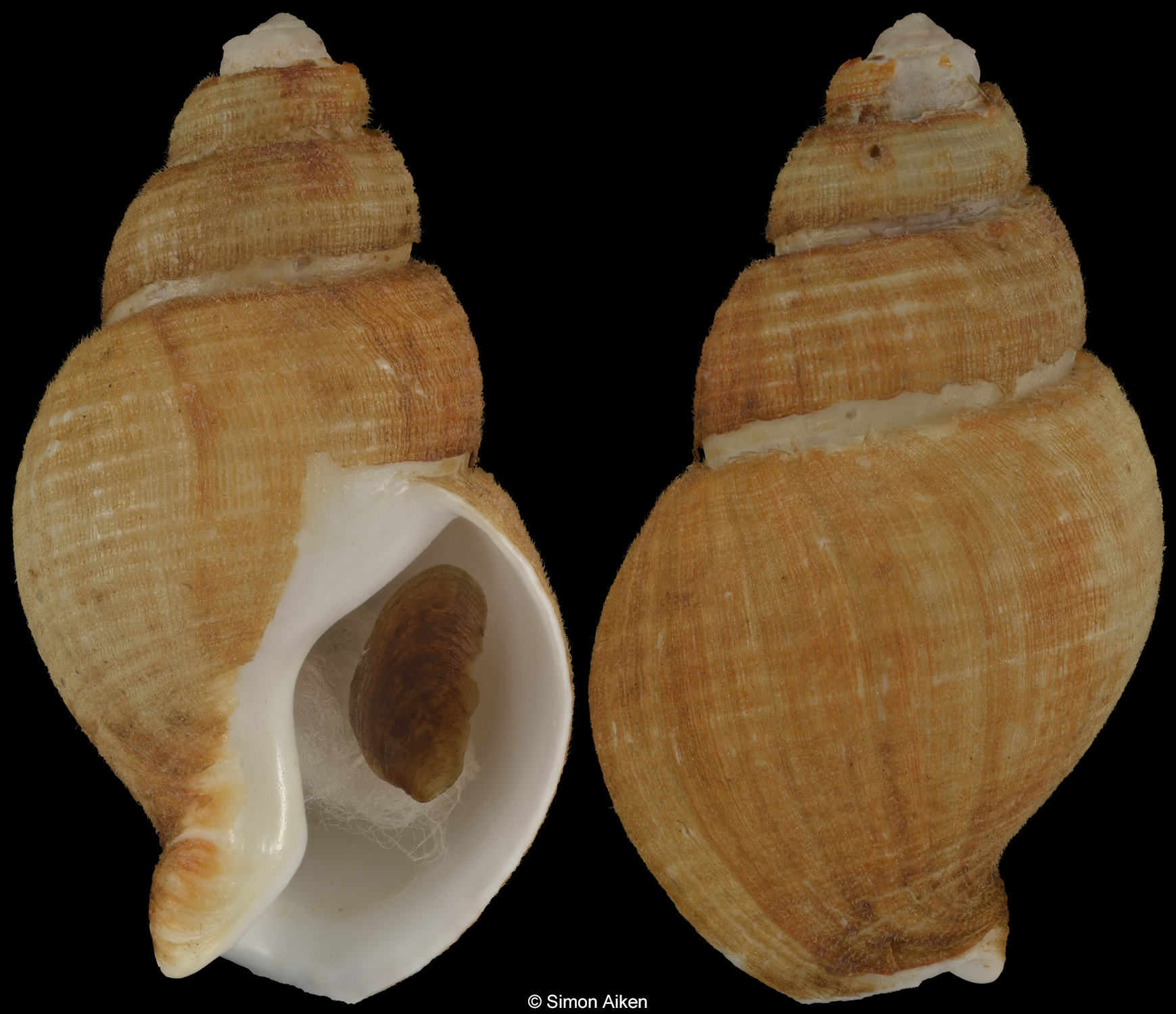 Pseudoliomesus canaliculatus