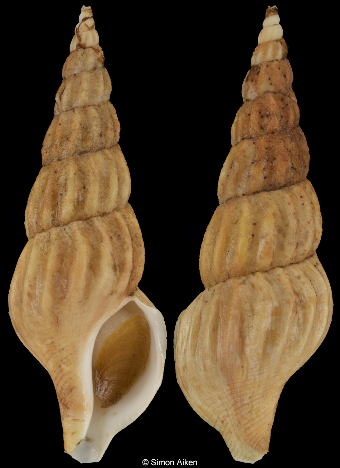 Plicifusus hastarius