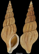 Plicifusus hastarius