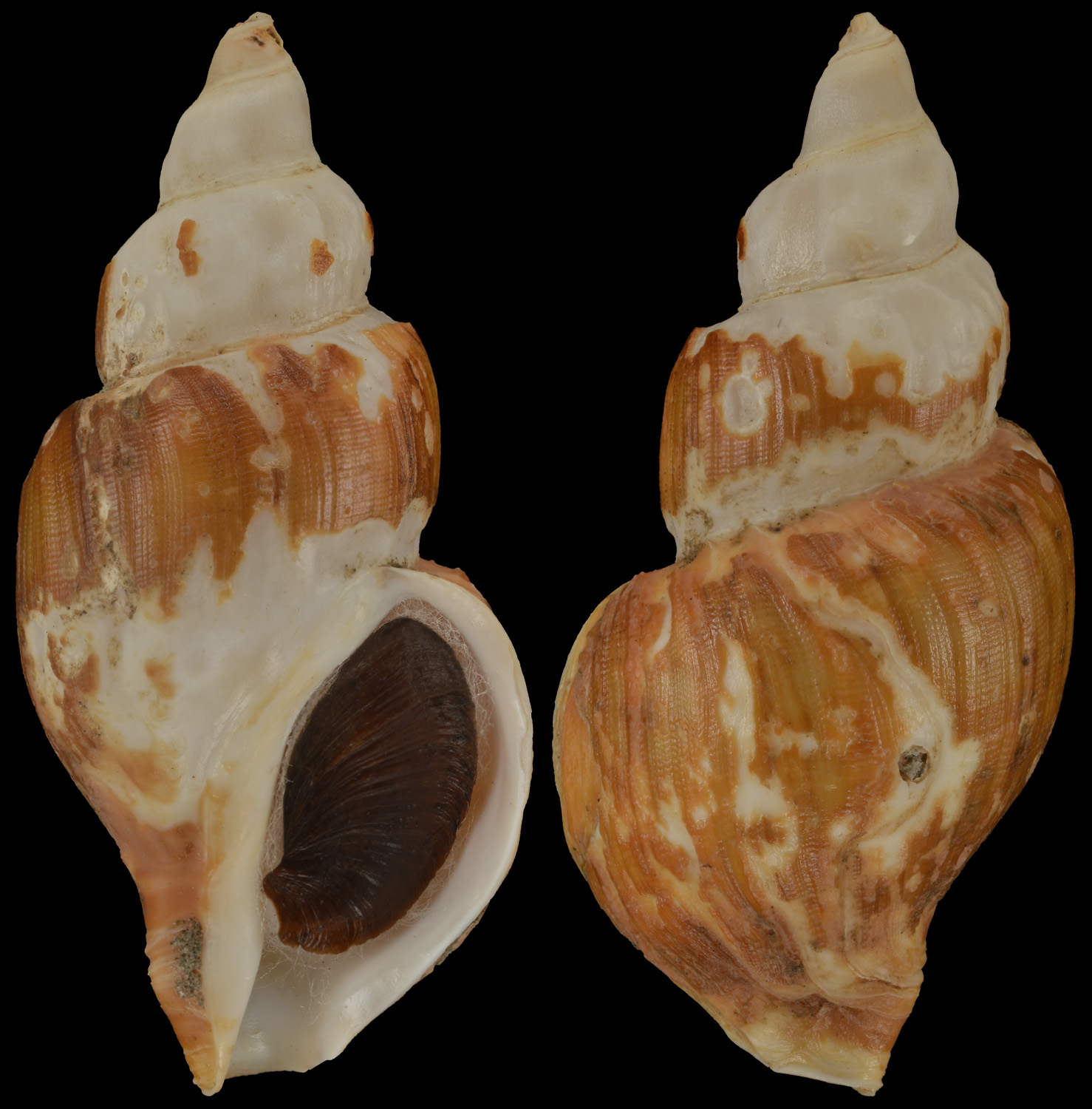 Colus pulcius