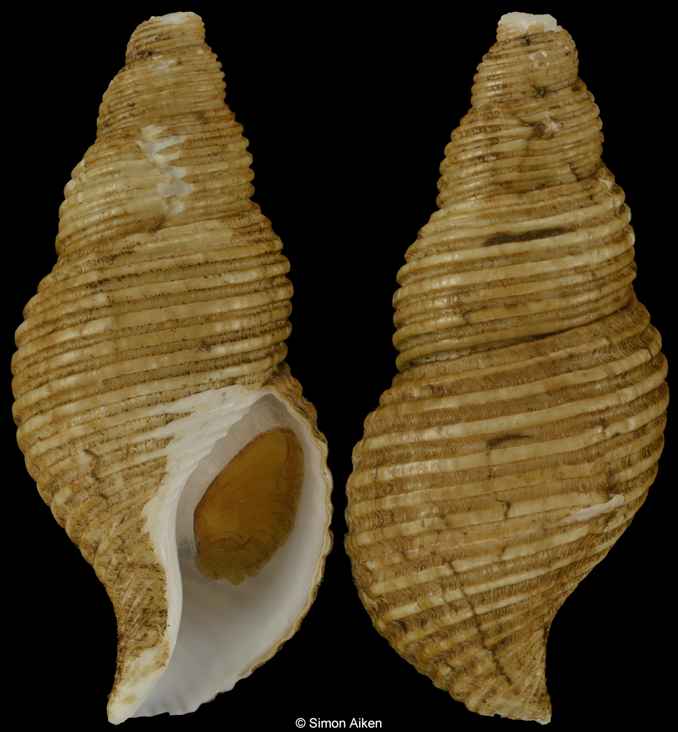 Aulacofusus hiranoi