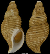 Aulacofusus hiranoi