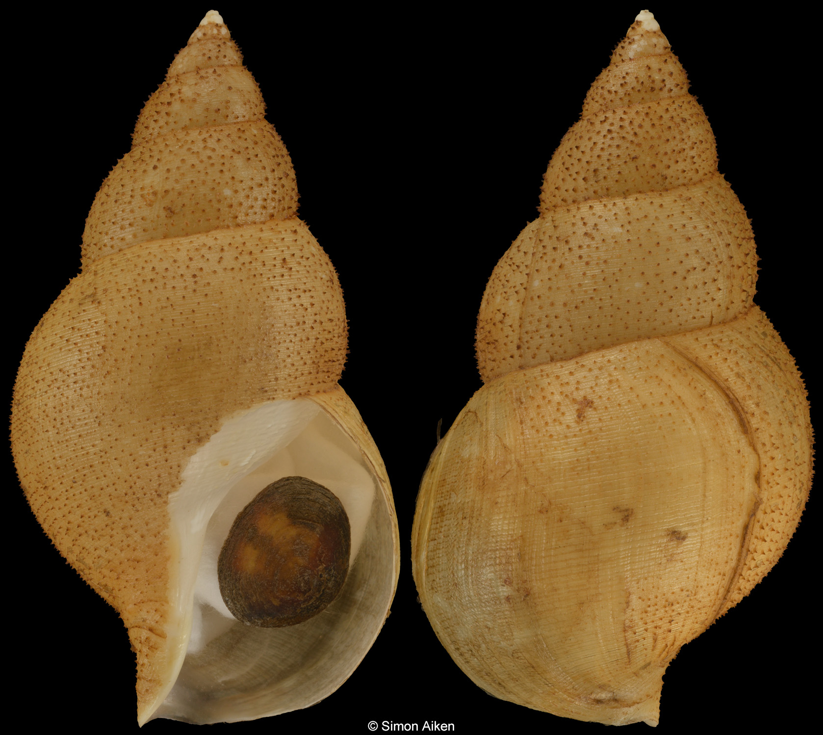 Buccinum kashimanum