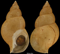Buccinum kashimanum