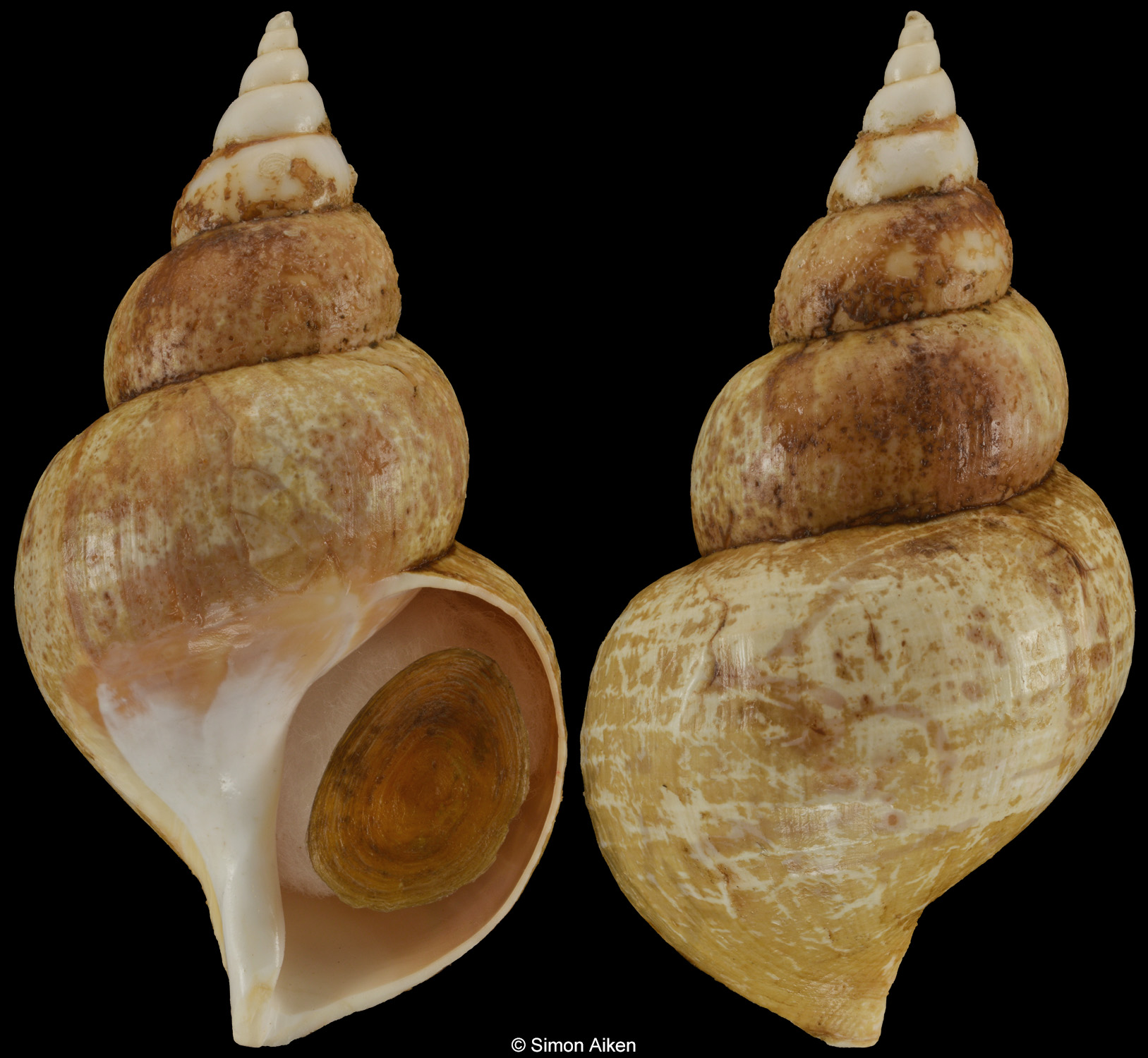Buccinum miyauchii