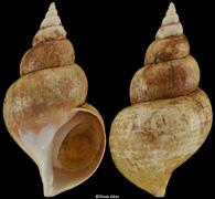 Buccinum miyauchii