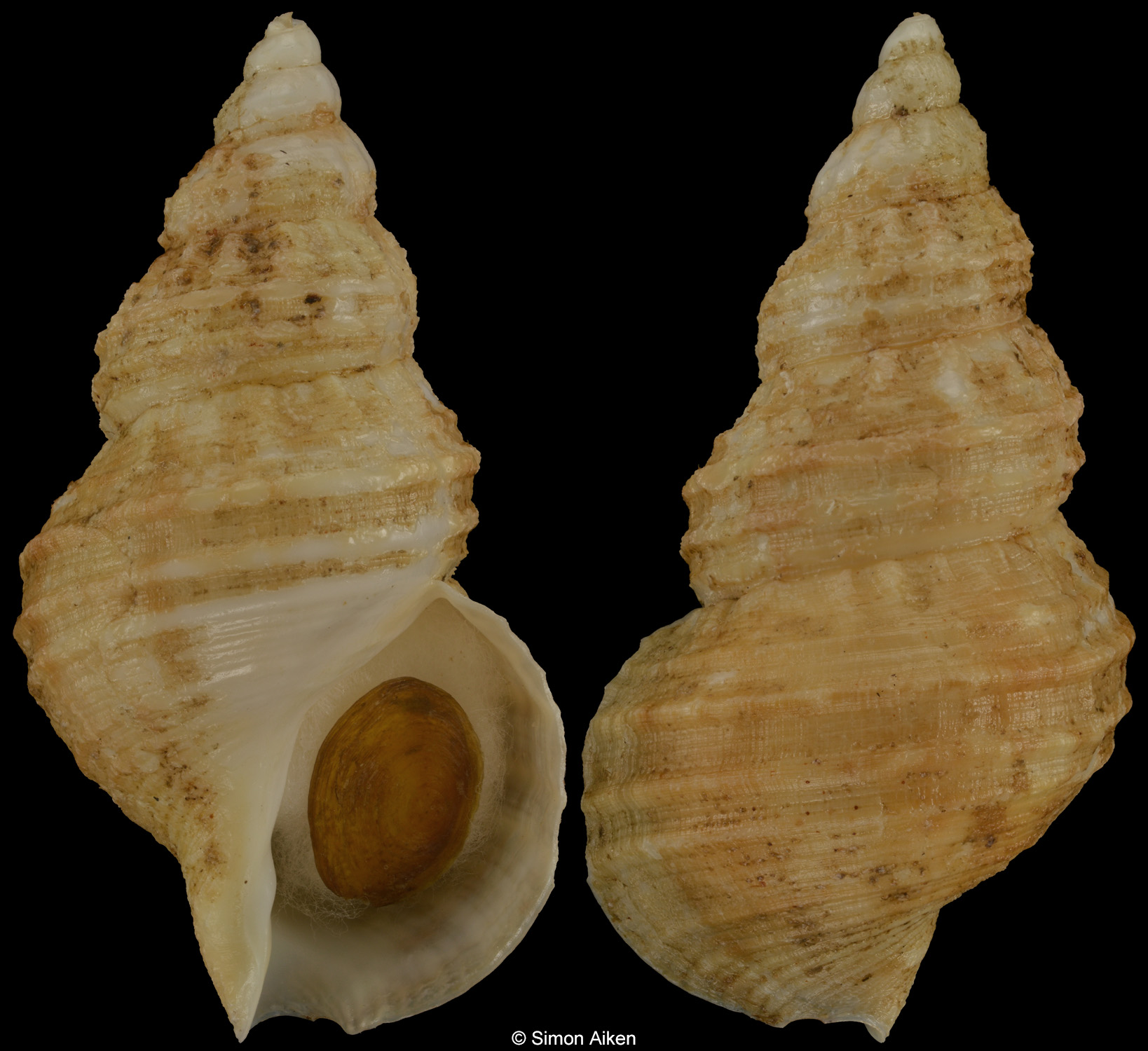 Buccinum mizutanii
