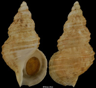 Buccinum mizutanii