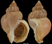 Buccinum middendorffi
