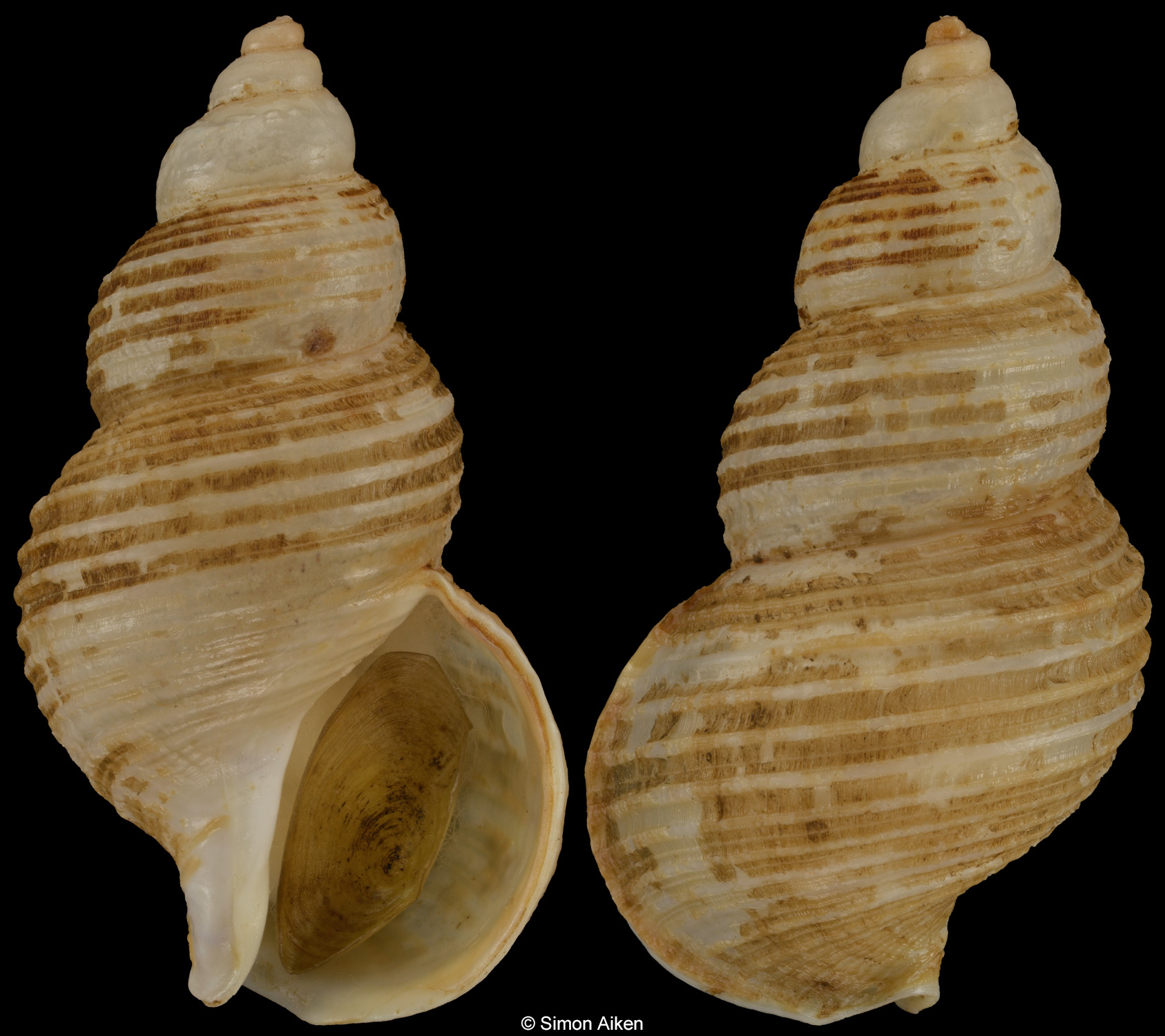 Buccinum sagamianum