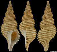 Aulacofusus periscelidus