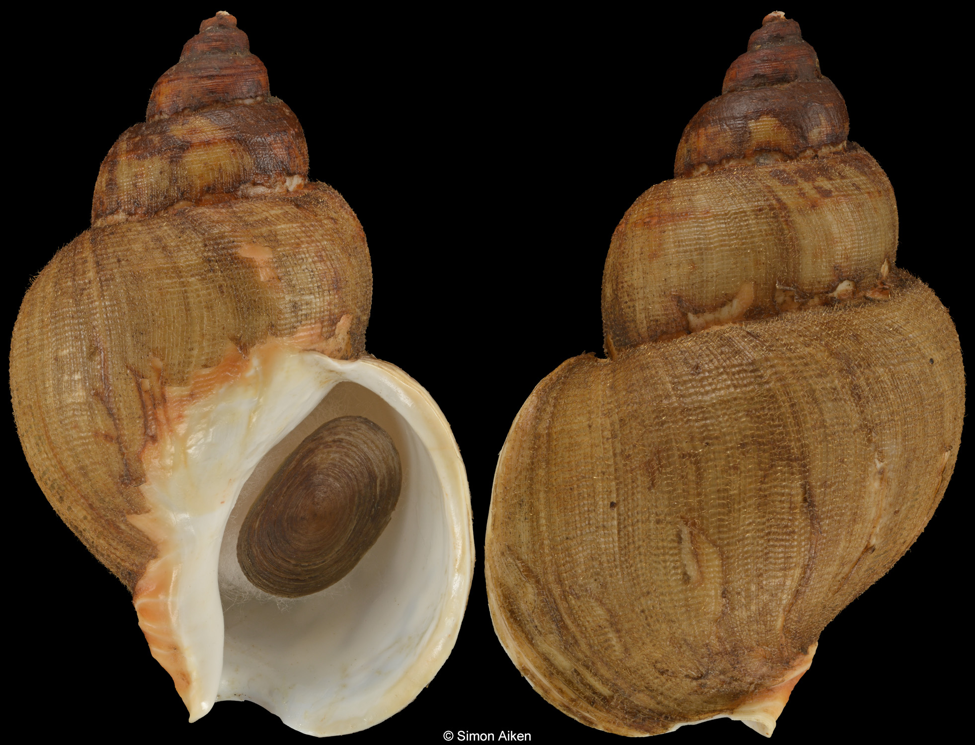 Buccinum rossicum