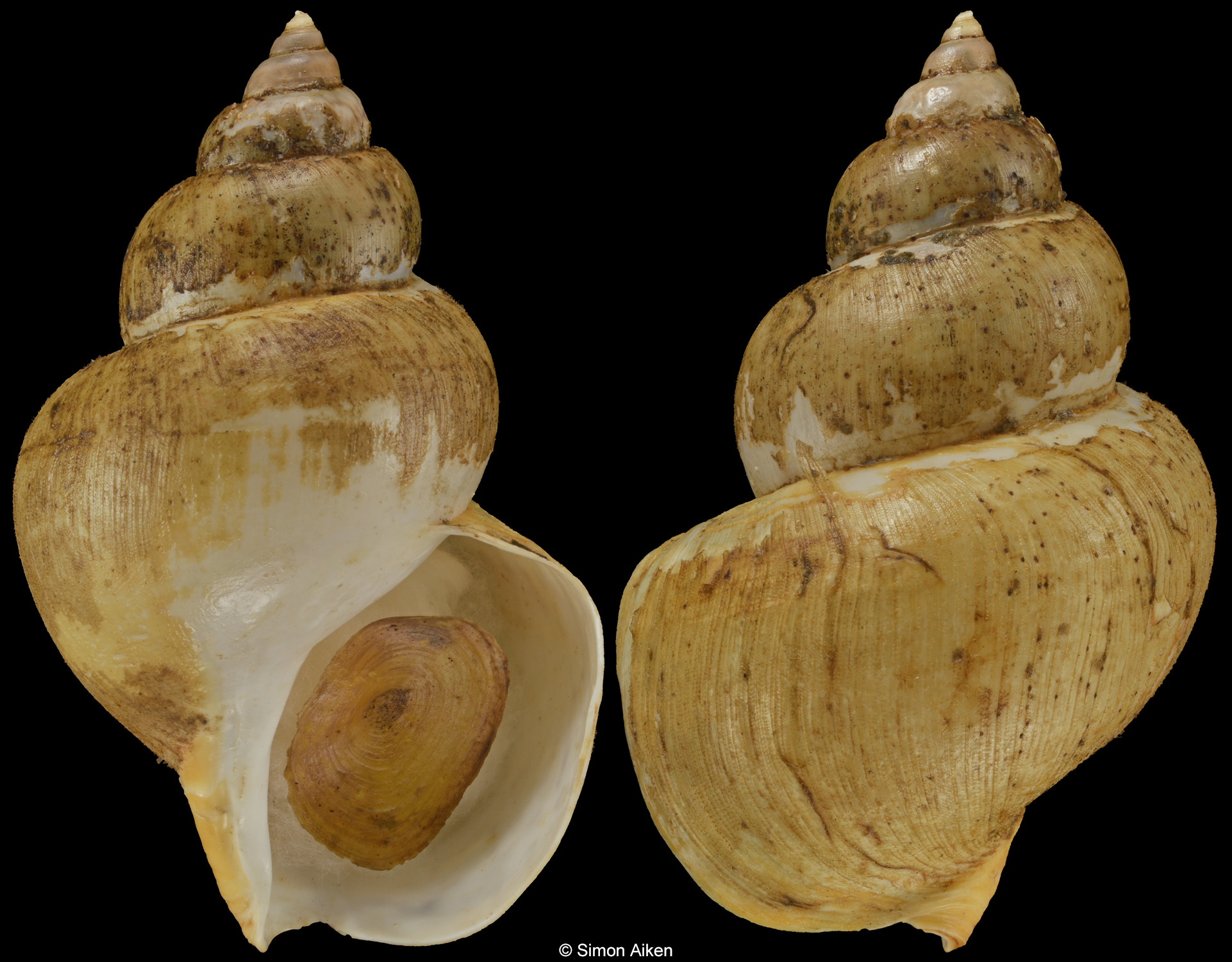 Buccinum lyperum